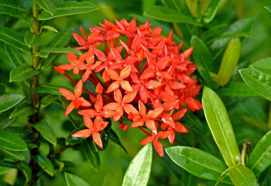 Cây mẫu đơn ta truyền thống màu đỏ