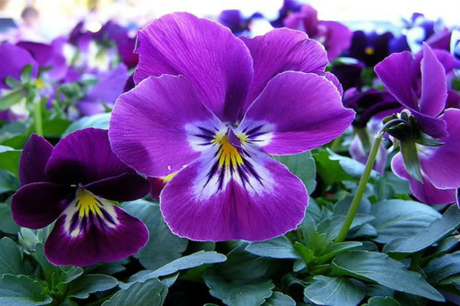 Hoa pansy tím được nhiều người yêu thích