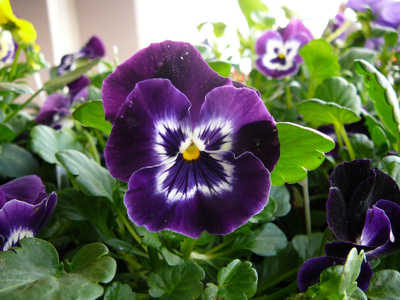 Hoa pansy sở hữu màu tím bắt mắt