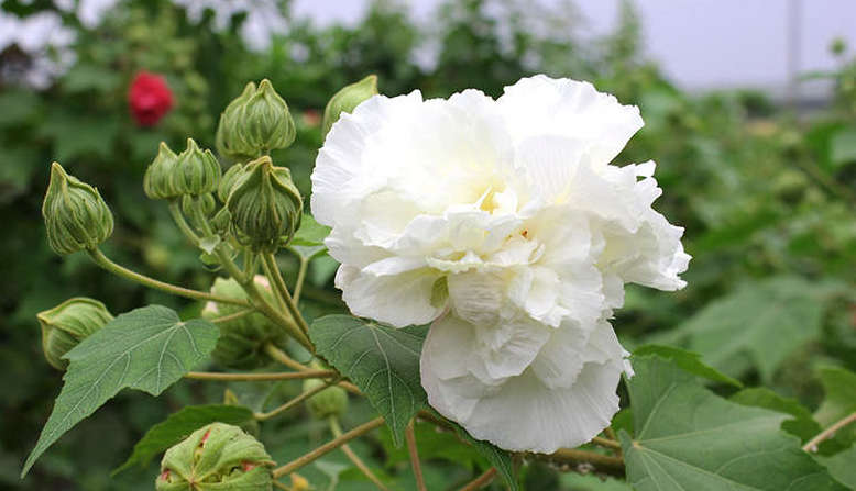 Hình ảnh hoa phù dung nở vào ban mai