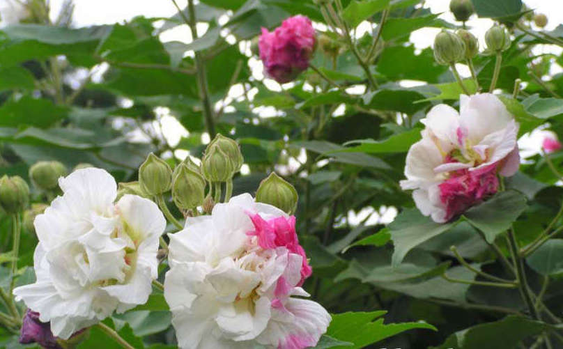 Hình ảnh hoa thược dược