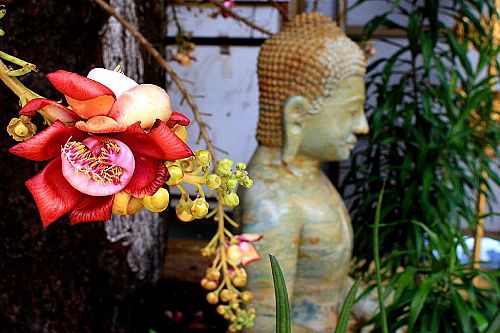 Hoa sala là loại hoa đại diện cho tình thương yêu, lòng nhân ái