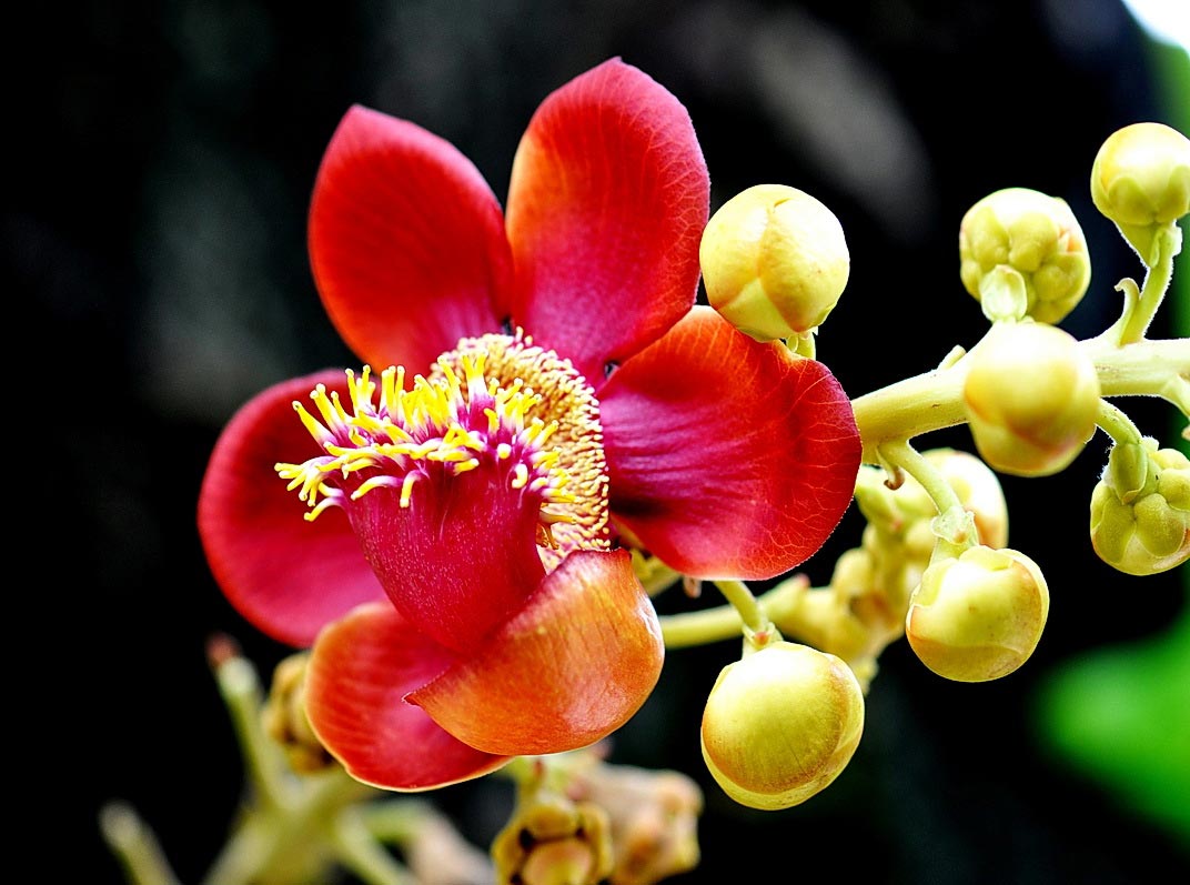 Hoa sala còn được gọi là hoa vô ưu