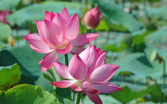 Nguồn gốc hoa sen
