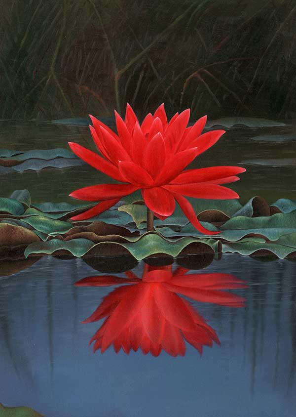 ý nghĩa hoa sen đỏ