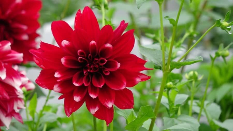 hình ảnh hoa thược dược đỏ