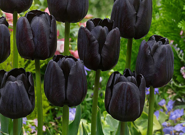 Hoa tulip đen