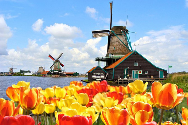 hoa tulip trong nắng sớm
