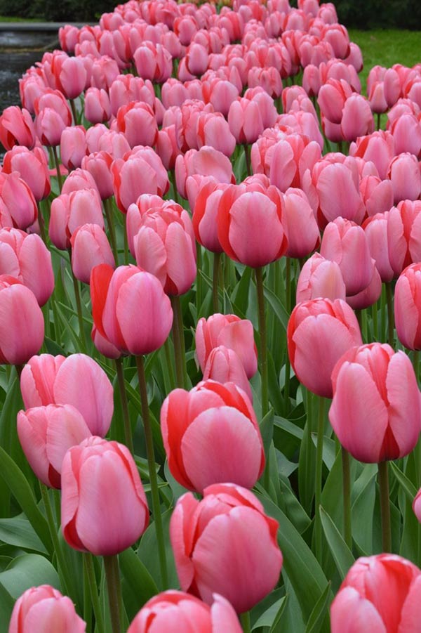 ý nghĩa hoa tulip hồng