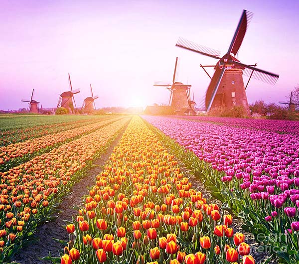 Hoa tulip rực rỡ nắng mai