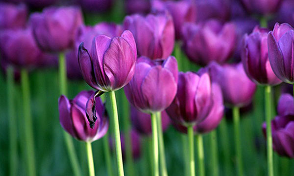 Hoa tulip tím