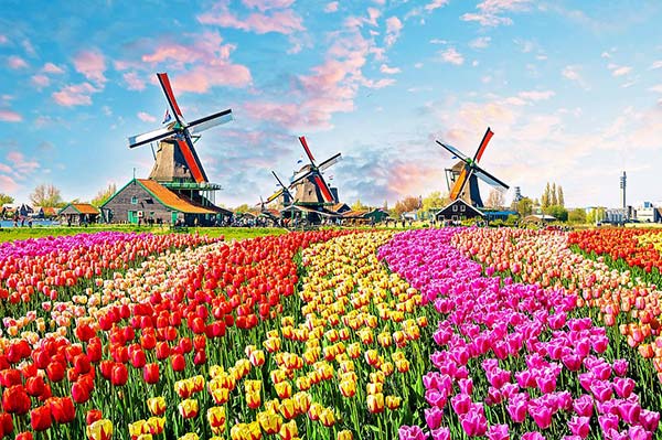 Hoa tulip với cối xoay gió