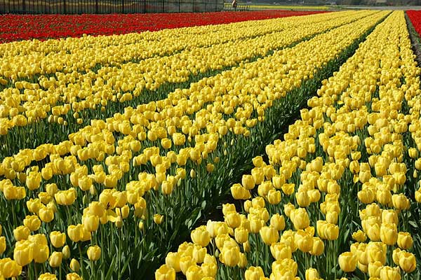 Hoa tulip vàng