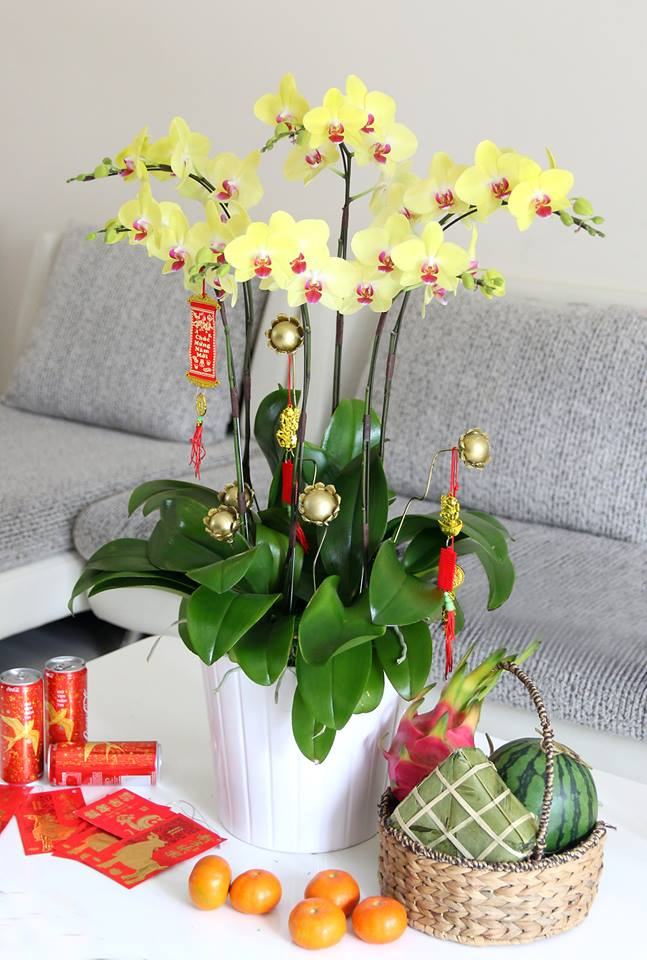 Hoa lan hồ điệp chưng tết cực đẹp