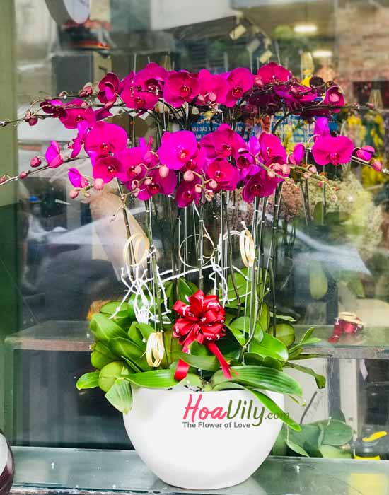 Chậu lan hồ điệp tím - Nét lãng mạn