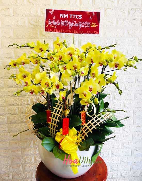 Chậu lan hồ điệp vàng - Vạn sự tốt đẹp