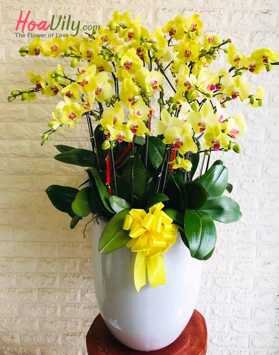 Chậu lan hồ điệp vàng - Tài lộc