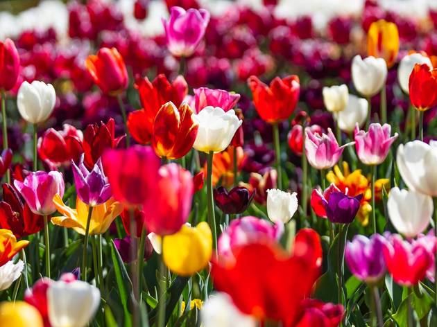 Hội chứng hoa tulip
