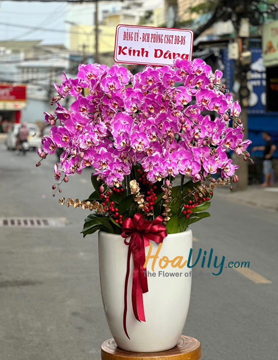 Chậu lan hồ điệp đột biến - Bức tranh sống động