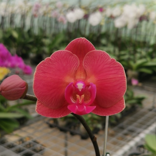 chăm sóc lan hồ điệp đỏ sau tết