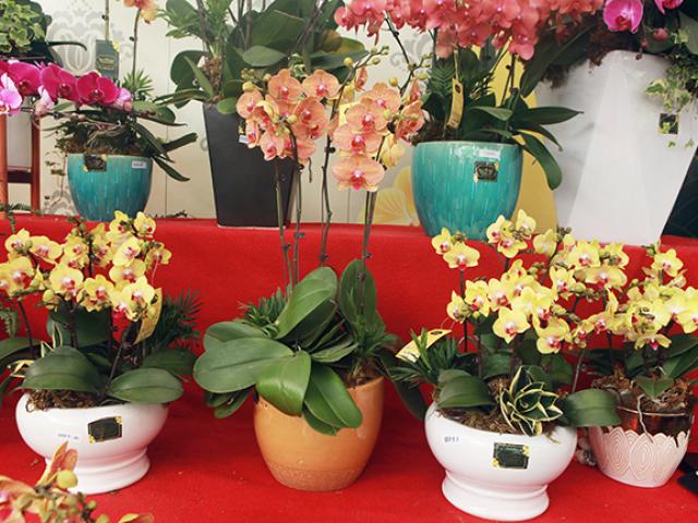 chậu lan hồ điệp chơi tết