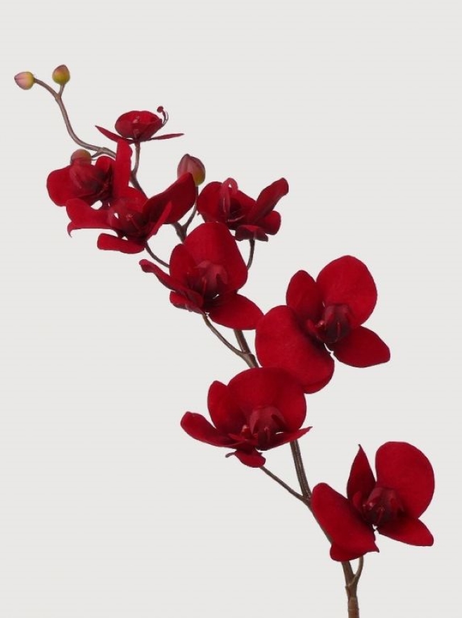ý nghĩa lan hồ điệp đỏ