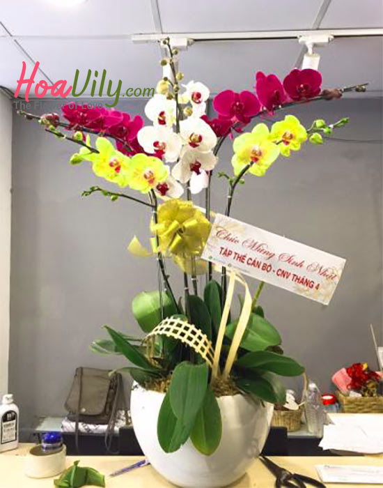 lan hồ điệp kết hợp mang nhiều ý nghĩa