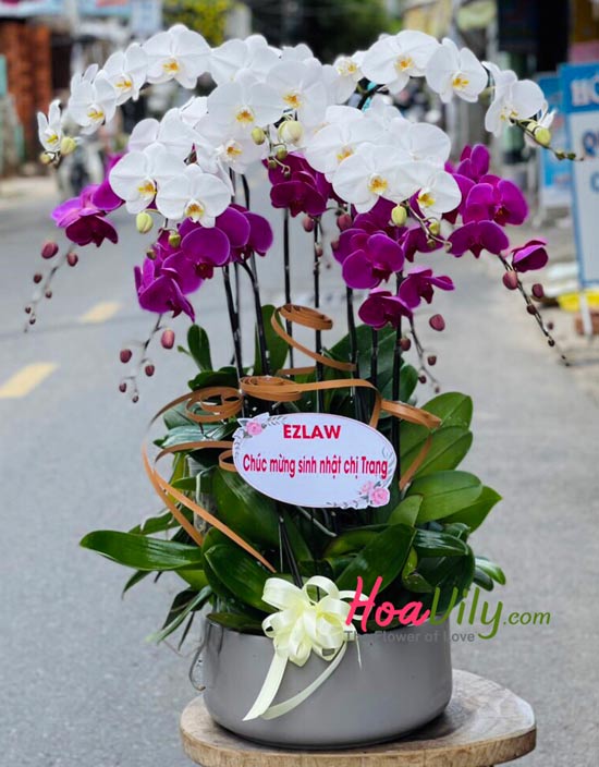 Chậu lan hồ điệp trắng tím - Khát khao