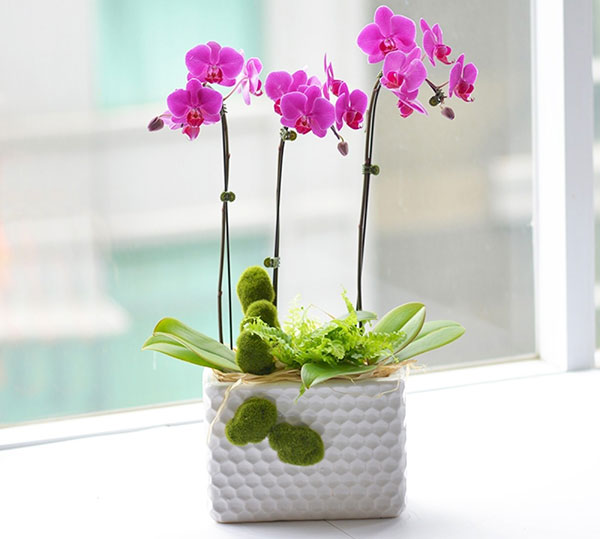 Lan hồ điệp mini tím