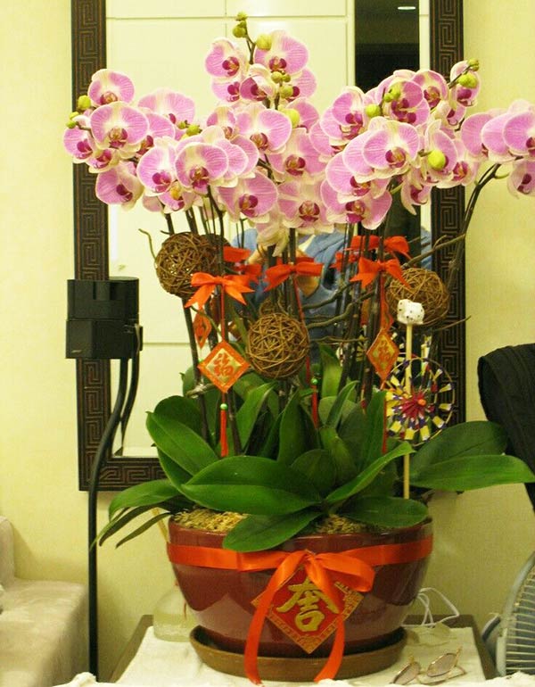 Chậu lan hồ điệp tím chưng Tết 