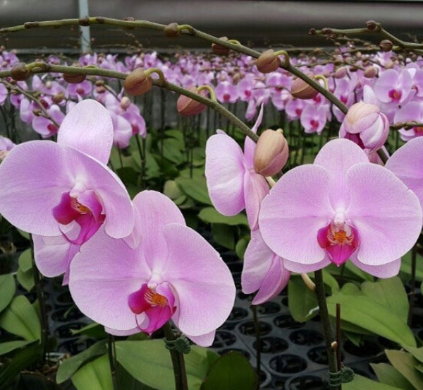 Lan hồ điệp tím nhạt