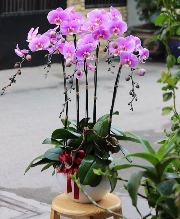 Chậu lan hồ điệp tím tặng sinh nhật