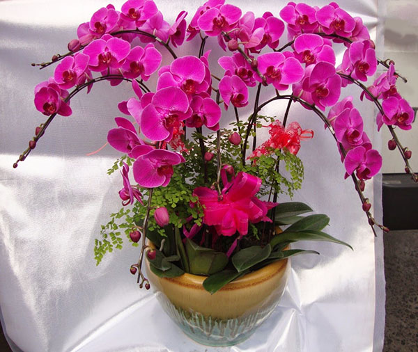Lan hồ điệp tím trang trí