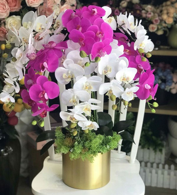 Lan hồ điệp trắng dễ dàng kết hợp