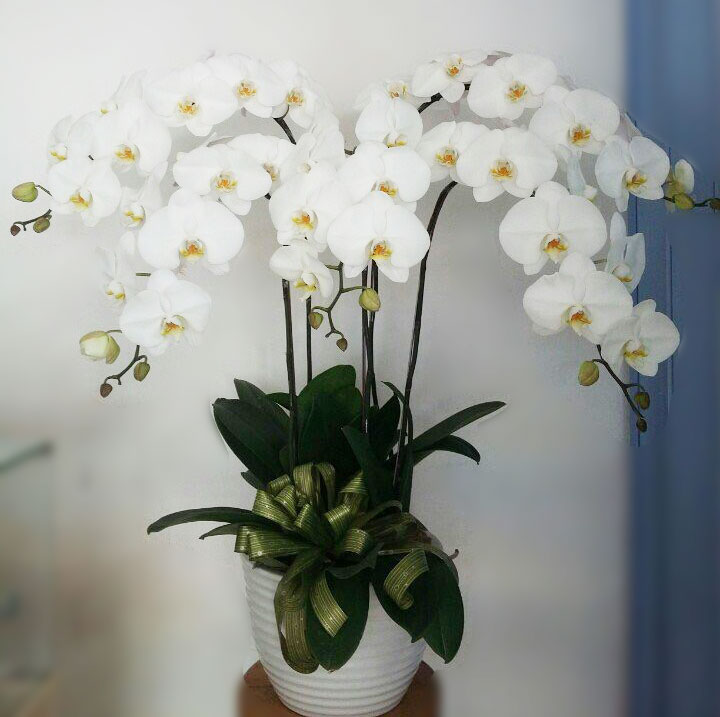 Lan hồ điệp trắng là loại hoa được nhiều người yêu thích