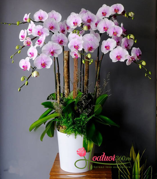 Chậu lan hồ điệp hồng thể hiện sự thịnh vượng, phú quý an khang