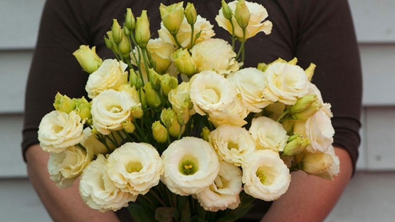 Tặng hoa cá tường theo từng màu sắc