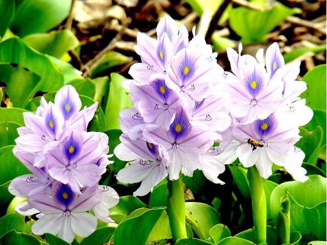 Hoa lục bình hỗ trợ điều trị nhiều loại bệnh khác nhau