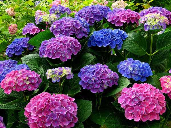 Những loại hoa tượng trưng cho sự lạnh lùng vô cảm