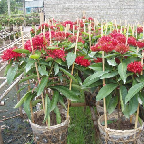 Cây mẫu đơn trang mỹ