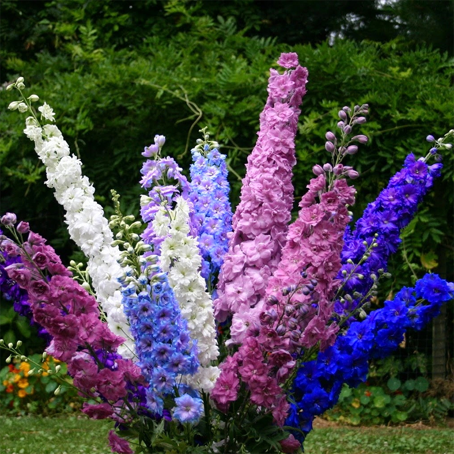 trồng và chăm sóc hoa violet đúng cách