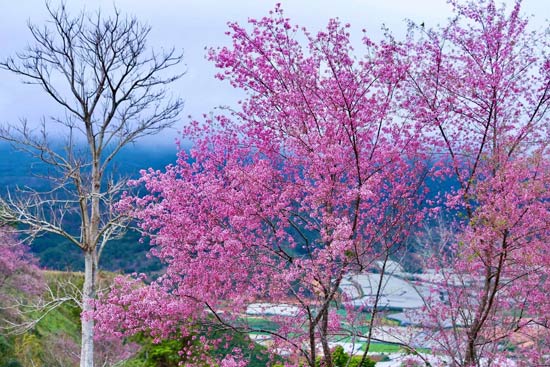 Mộng nguyên hoa anh đào Đà Lạt