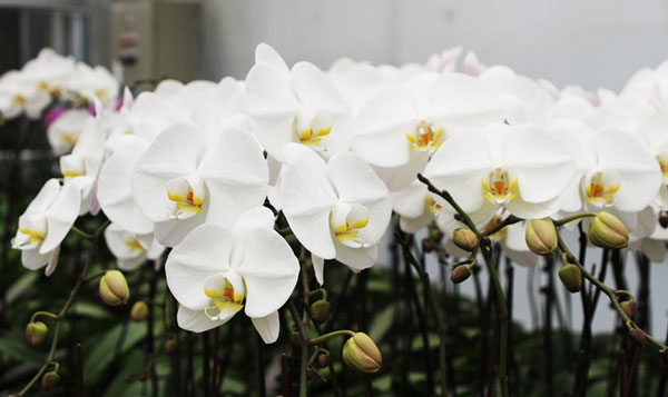 Mua lan hồ điệp trắng giá rẻ tphcm