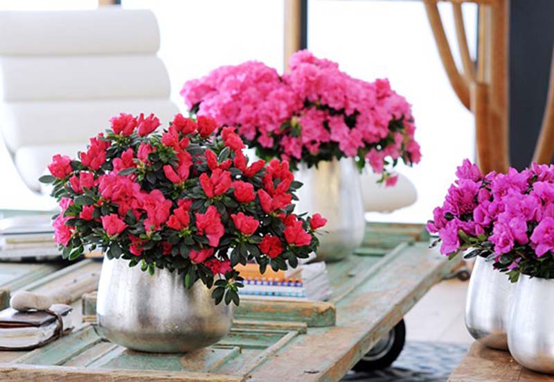 Ngắm những chậu hoa đỗ quyên trang trí nhà đẹp