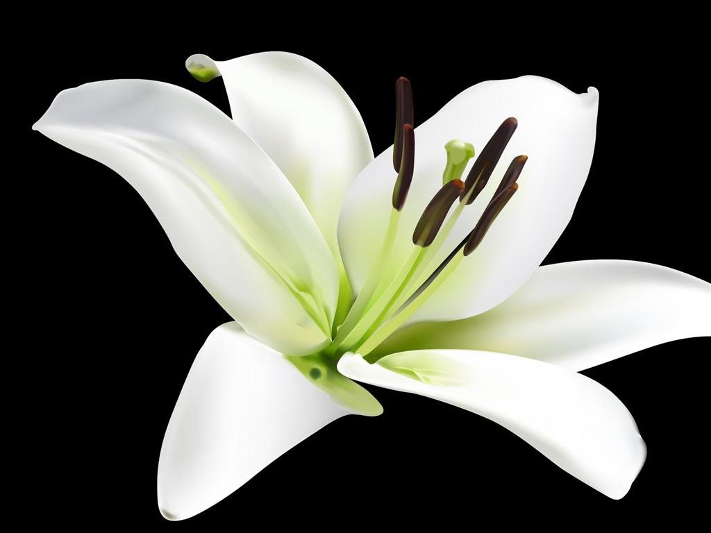 câu chuyện của hoa ly cảm động