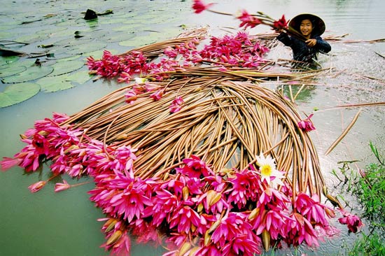 Thu hoạch hoa súng 