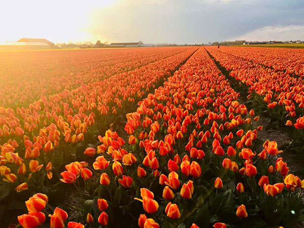 nguồn gốc hoa tulip