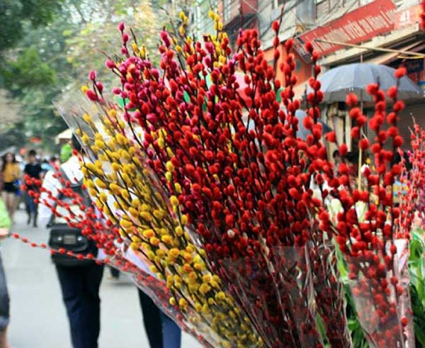 Nụ tầm xuân Bắc