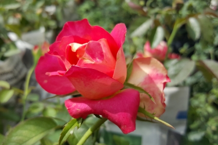 Hoa hồng hai da sắc màu hòa quyện tượng trưng cho tình yêu luôn bên nhau