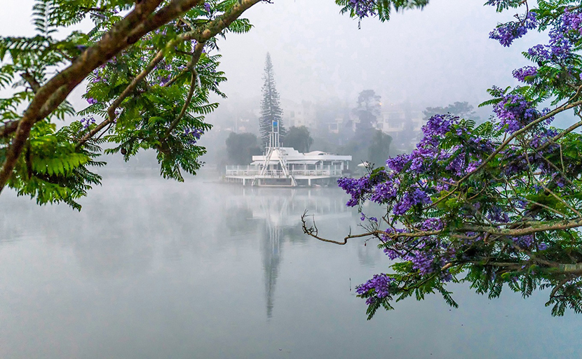 Hoa phượng tím Đà Lạt thơ mộng